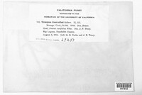 Uromyces junci-effusi image